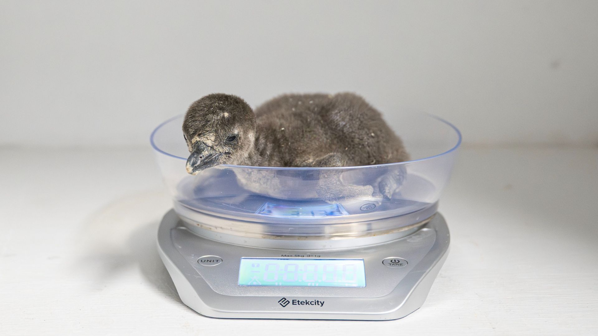 African penguin chick's weight is measured during a veterinarian exam at New York Aquarium on December 12, 2025.