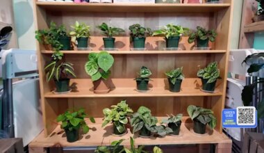 News 12 | Brooklyn | Turn your houseplants into a work of ART with Kokedama