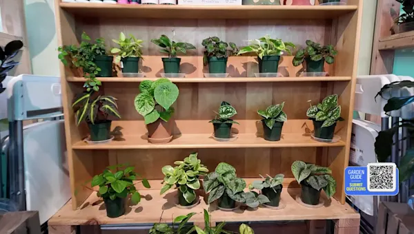 News 12 | Brooklyn | Turn your houseplants into a work of ART with Kokedama