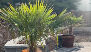 News 12 | Brooklyn | Palm trees outside News 12 survive Long Island blizzard and winter cold