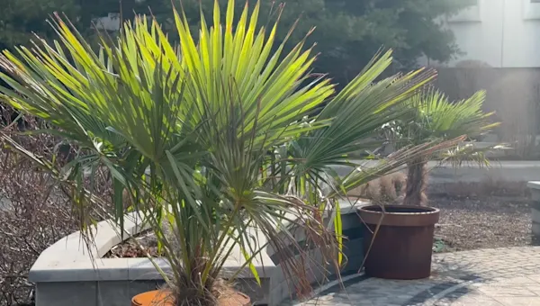 News 12 | Brooklyn | Palm trees outside News 12 survive Long Island blizzard and winter cold