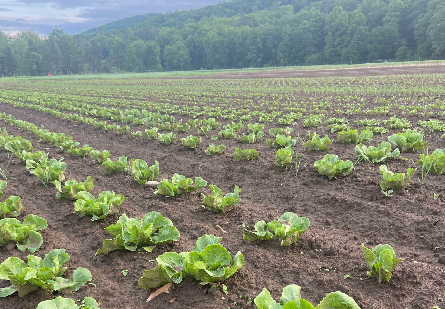 New York launches $1 million "Farmland Protection Staff Capacity" grant pilot to expand land conservation efforts
