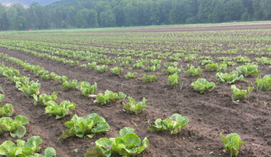 New York launches $1 million "Farmland Protection Staff Capacity" grant pilot to expand land conservation efforts