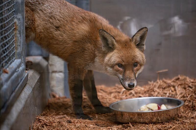A red fox looking at a bowl of food on wood shavings inside an enclosure.