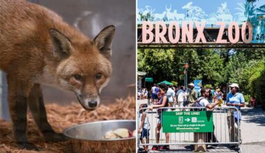 Red fox hides out on cargo ship, travels from England to New York