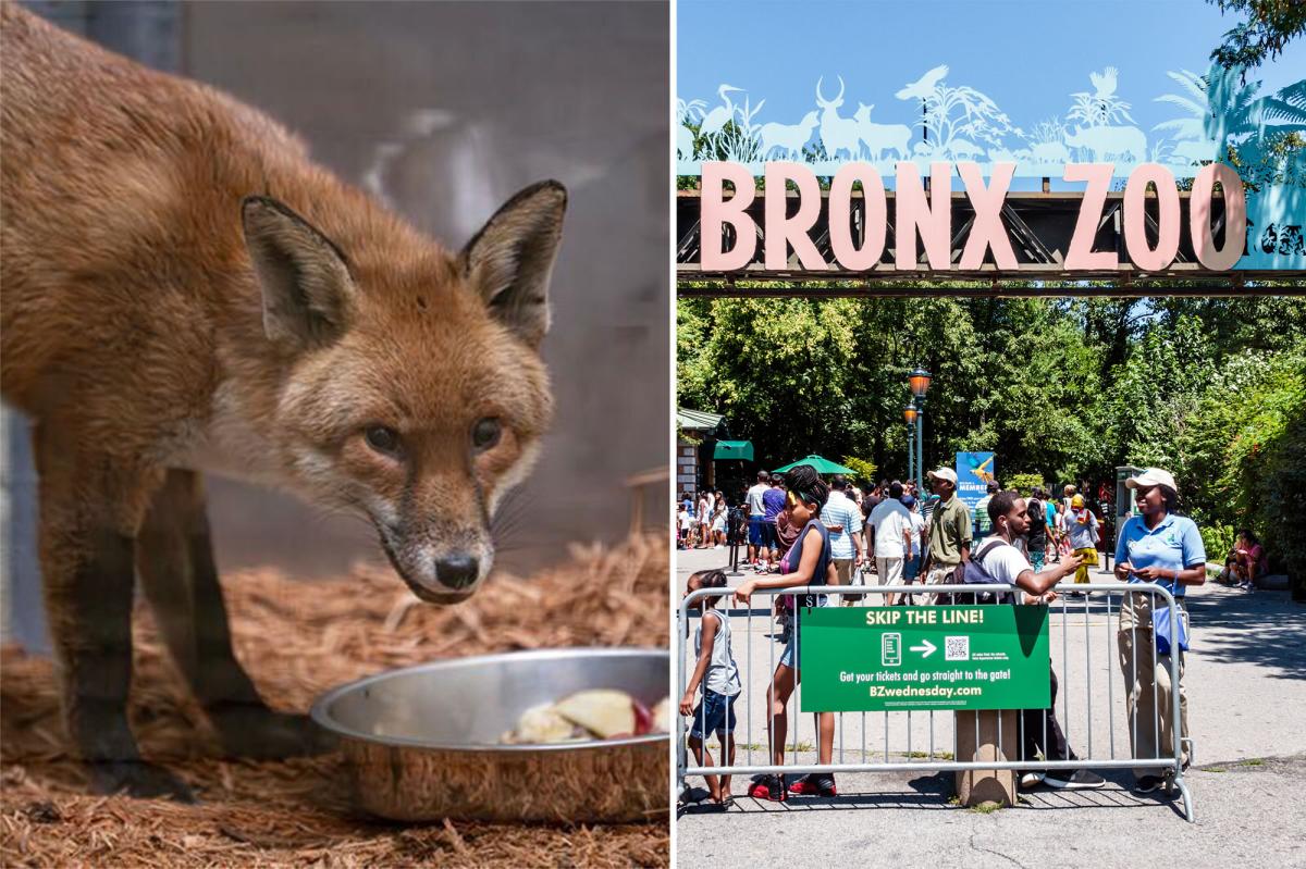 Red fox hides out on cargo ship, travels from England to New York