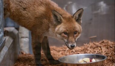 The Bronx Zoo is now home to a rescued red fox, which stowed away on a ship arriving from England.