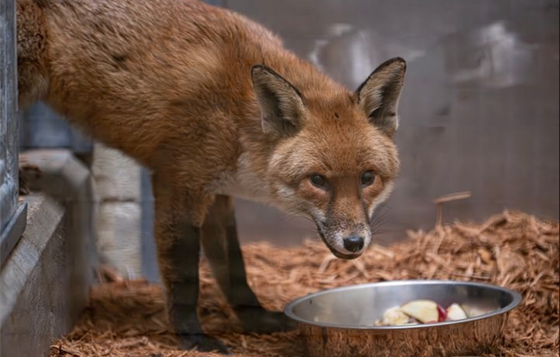 The Bronx Zoo is now home to a rescued red fox, which stowed away on a ship arriving from England.