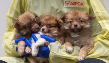 Dozens Of Neglected Dogs Rescued In Brooklyn
