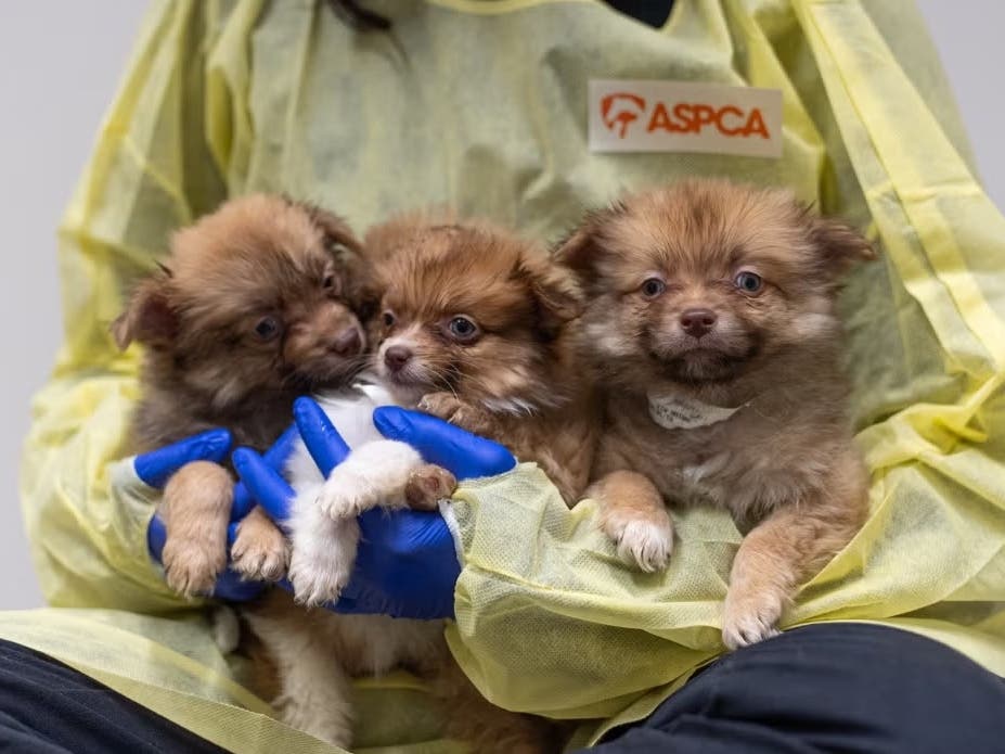 Dozens Of Neglected Dogs Rescued In Brooklyn