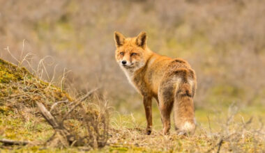 Red Fox Sneaks Onto Cargo Ship in England and Hitches a Ride Straight to the Bronx Zoo