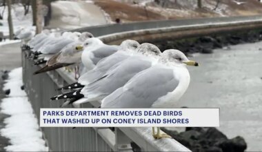 News 12 | Brooklyn | Dozens of dead birds removed from Coney Island Creek Park after News 12 report