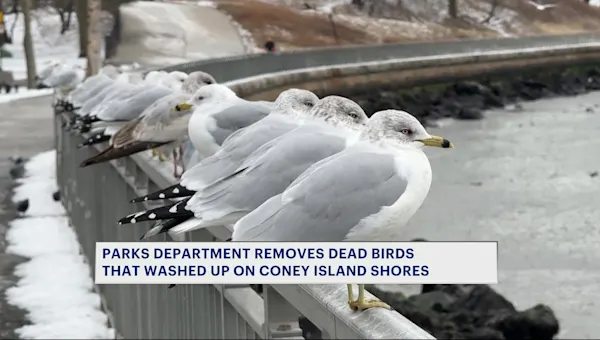 News 12 | Brooklyn | Dozens of dead birds removed from Coney Island Creek Park after News 12 report