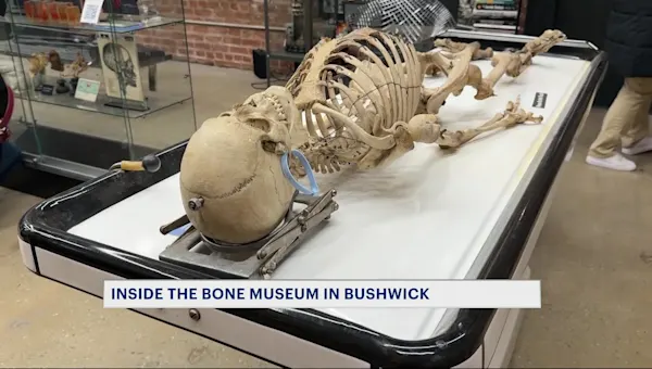 News 12 | Brooklyn | No bones about it: Real human skeletons on display at Bone Museum