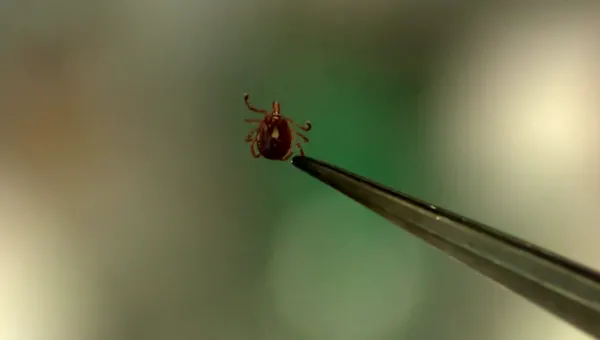 News 12 | Brooklyn | Experts say upcoming tick season could be worse than last year