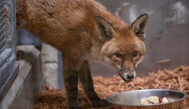 Sly Red Fox Sneaks Onto a Ship to Make 3,000-Mile Journey From UK To New York City