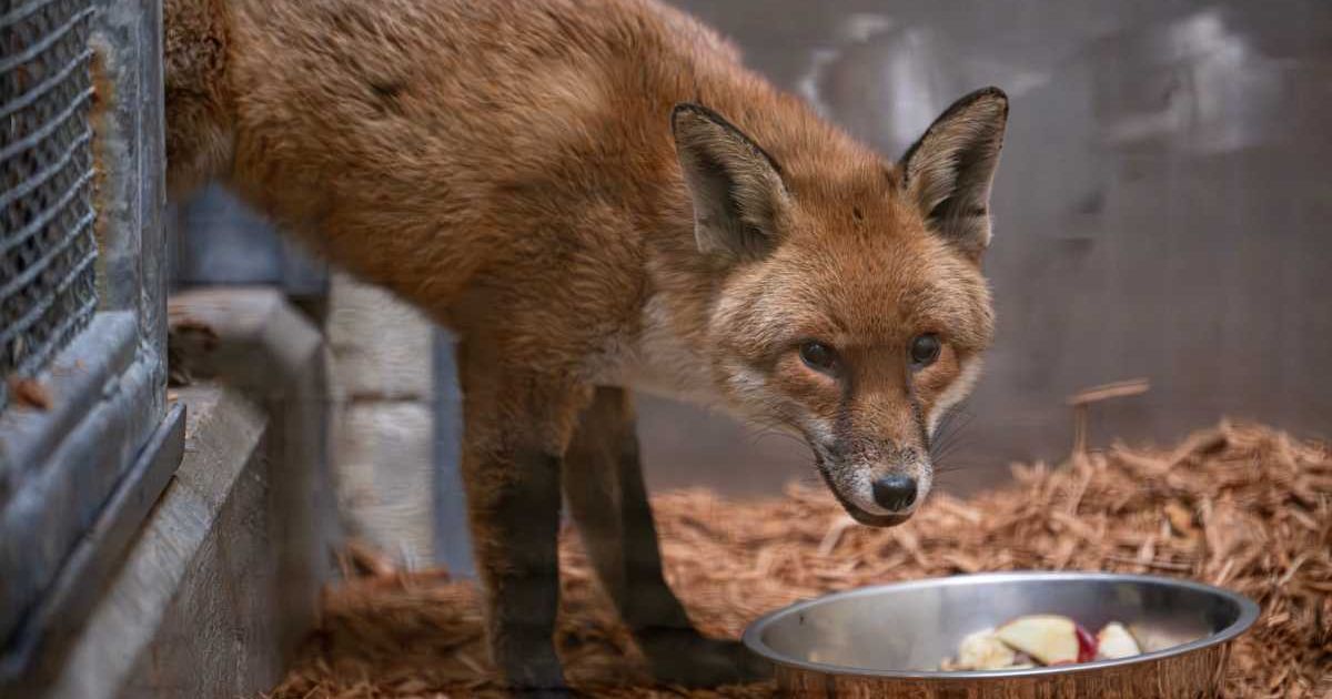 Sly Red Fox Sneaks Onto a Ship to Make 3,000-Mile Journey From UK To New York City