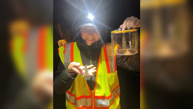 Woman holding a salamander during the annual spring migration at night wearing a head lamp.