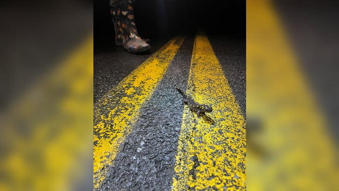 Salamander crossing the road during annual spring migration