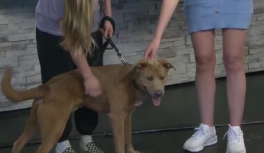 Fur baby Friday: Meet Bronx!