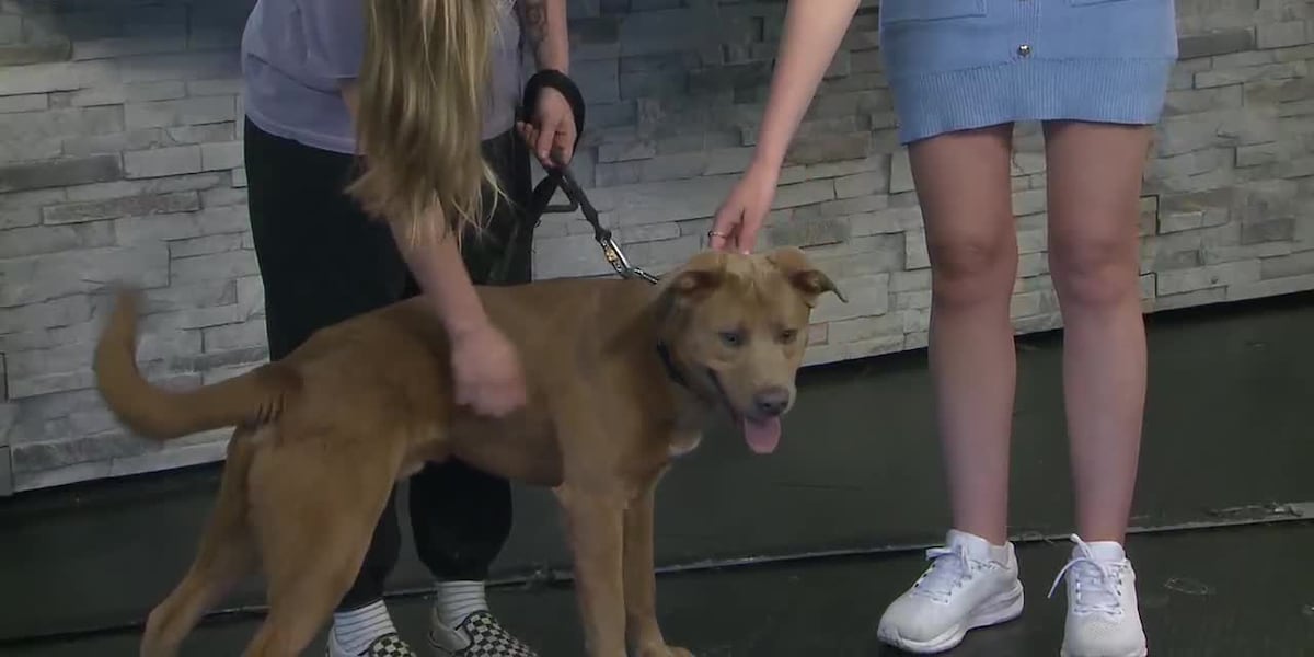 Fur baby Friday: Meet Bronx!