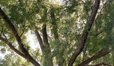 The reverent quest to find the East Coast's most majestic trees