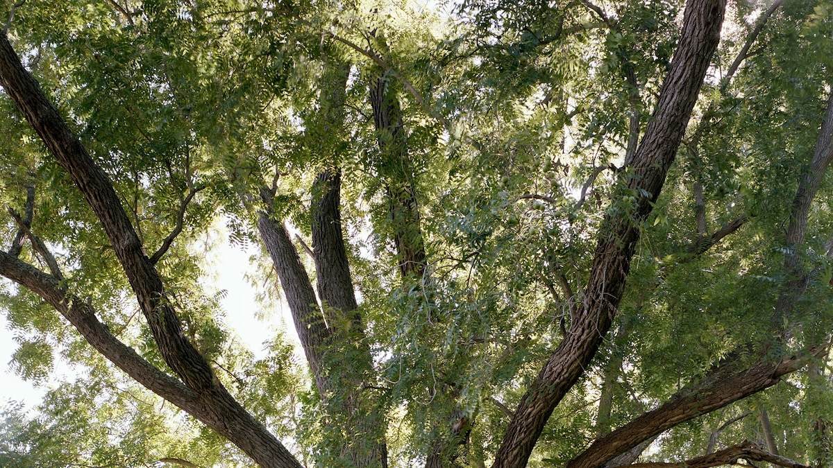 The reverent quest to find the East Coast's most majestic trees