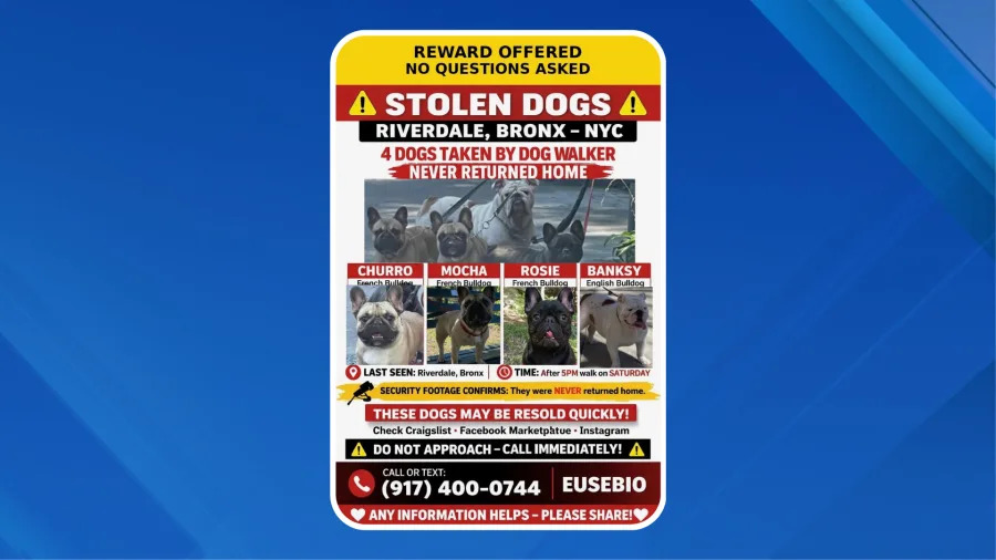 A Bronx man is searching for his four beloved bulldogs after they disappeared while in the care of a dog walker. (Credit: Eusebio Baez)