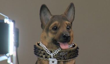 Buddy the Street Dog inspires Queens to the NCAA Tournament