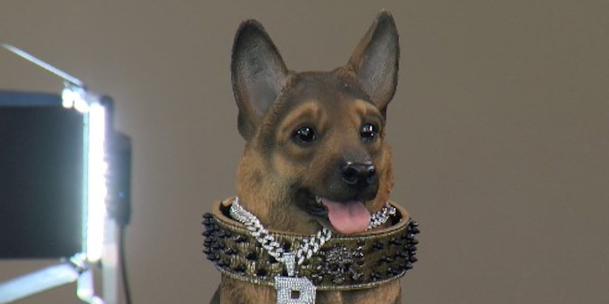 Buddy the Street Dog inspires Queens to the NCAA Tournament