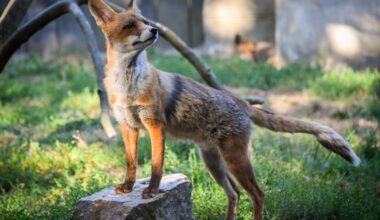 Red fox stowaway from UK finds shelter in NY’s Bronx zoo after transatlantic trip