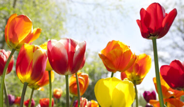 Nominations Open for 2026 Albany Tulip Queen