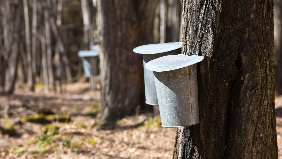 New York Maple Farms Open Doors For First 2026 Maple Weekend