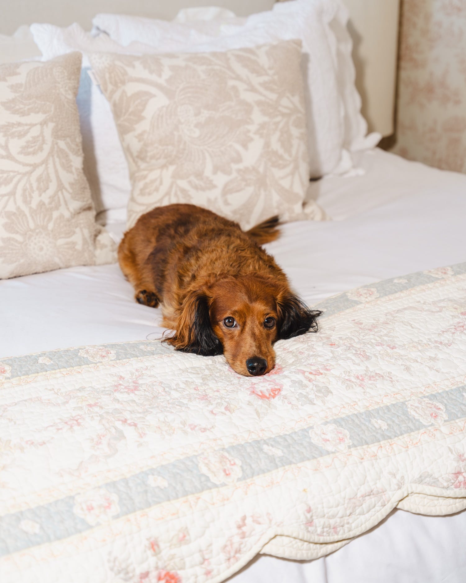 A dog resting on a bed with decorative pillows and a quilt.