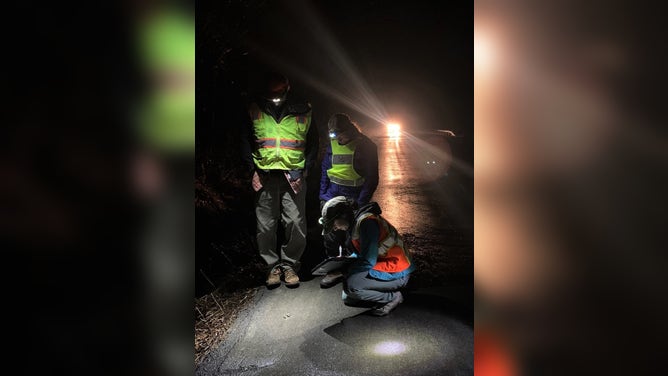 Volunteers work to keep roadways safe during the annual spring amphibian migration.