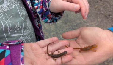 New York Warns of Salamander, Frog Spring Migration