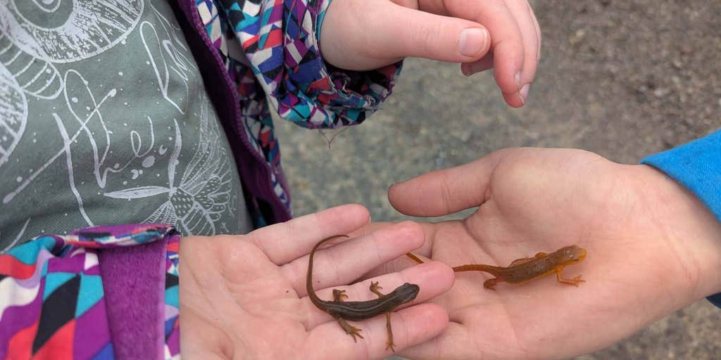 New York Warns of Salamander, Frog Spring Migration