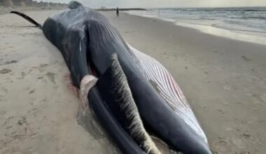 News 12 | Brooklyn | Beached whale washes ashore at Rockaway Beach