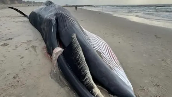 News 12 | Brooklyn | Beached whale washes ashore at Rockaway Beach