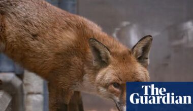 ‘Sly stowaway’ fox finds new home at Bronx Zoo after illicit transatlantic trip | Southampton