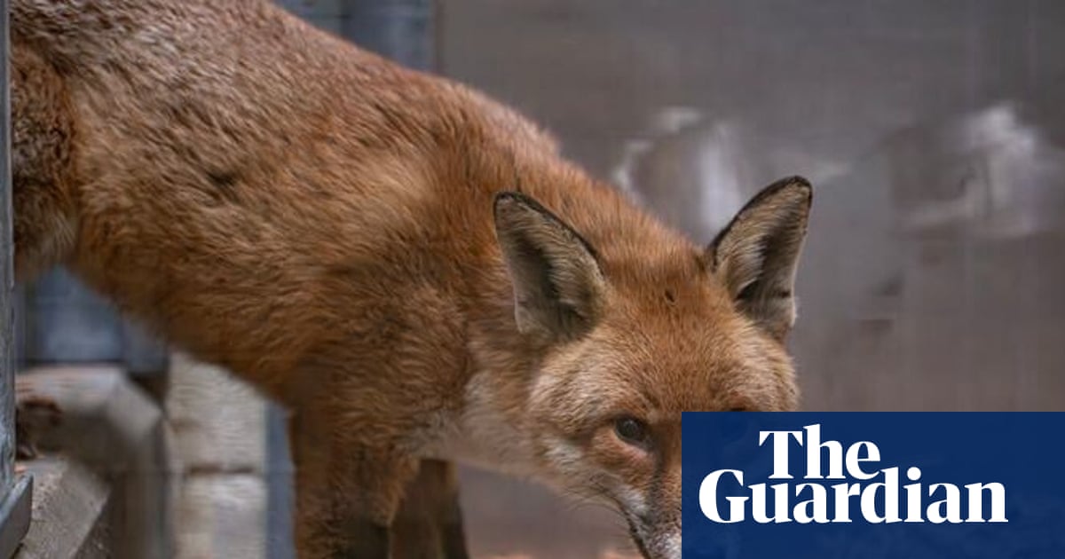 ‘Sly stowaway’ fox finds new home at Bronx Zoo after illicit transatlantic trip | Southampton