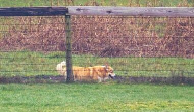 Late Queen's corgis seen in new photos near Andrew's home | Royal | News