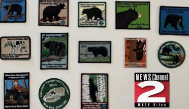 1,759 Black Bears Harvested in New York's 2025-26 Hunting Seasons | Local