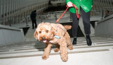 I Got My Cavapoo a Fake Service Dog Badge. He Never Got Carded.