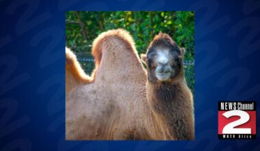 Central New York Zoo Camel Dies After Dental Surgery Complications | Local