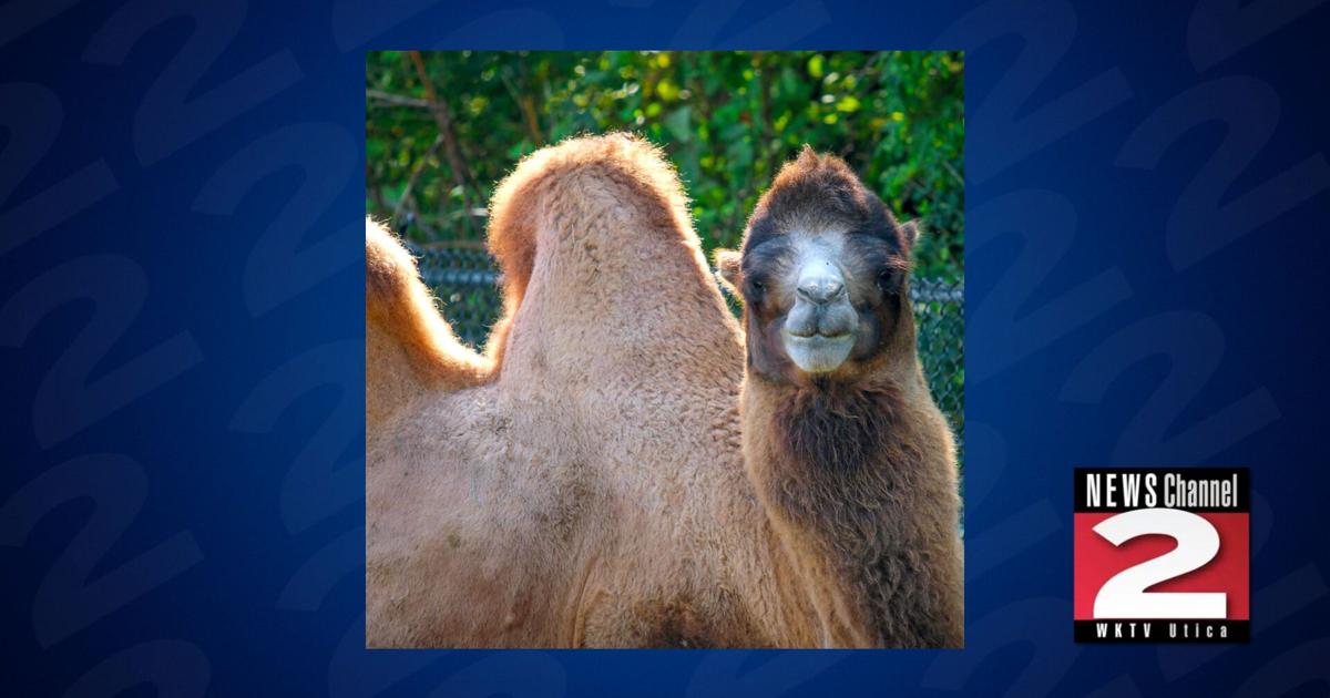 Central New York Zoo Camel Dies After Dental Surgery Complications | Local