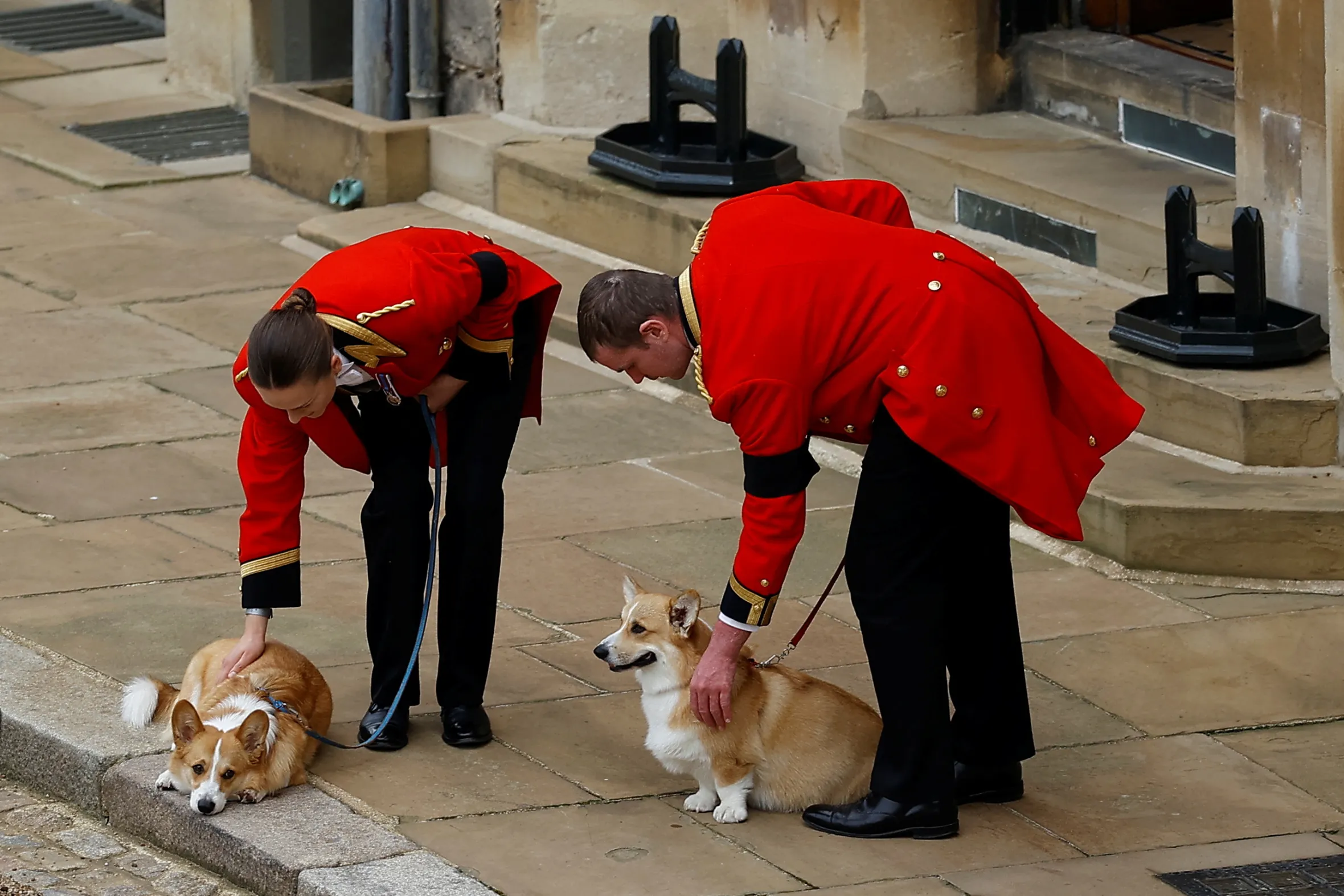 Two people in red ceremonial uniforms bending down to pet two corgi dogs on leashes.