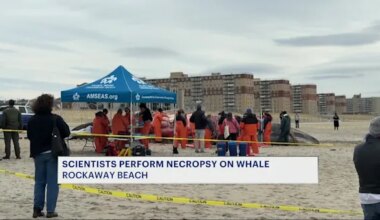 News 12 | Brooklyn | Necropsy performed on whale that washed ashore on Rockaway Beach