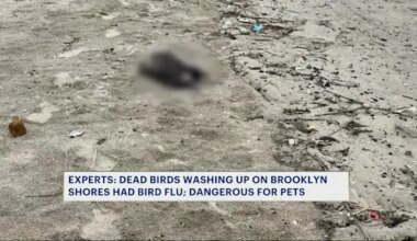 News 12 | Brooklyn | Dozens of dead birds found along Coney Island shore as bird flu spreads