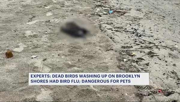News 12 | Brooklyn | Dozens of dead birds found along Coney Island shore as bird flu spreads